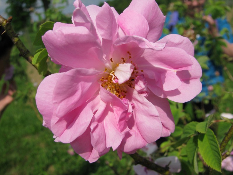 !!! Rose, Damaszener- Blüten bio